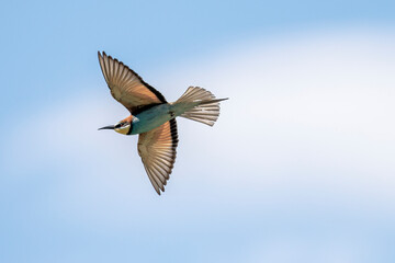 European Bee-eater in flight in the sky