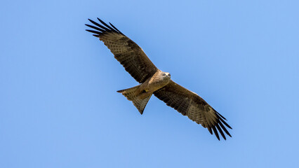 Black kite in flight in the sky