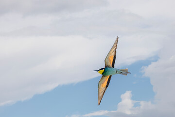 European Bee-eater in flight in the sky