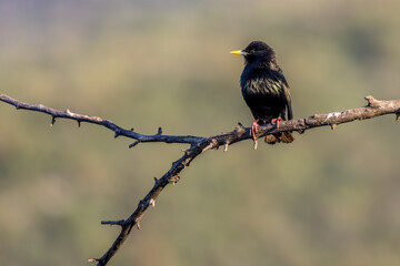 starling with brilliant plumage resting on a branch