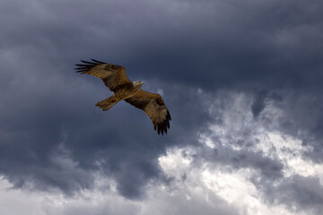 Naklejka premium Black kite in flight in a stormy sky
