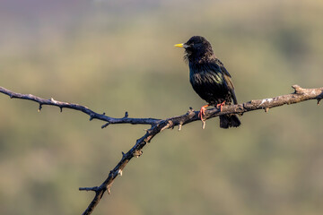 starling with brilliant plumage resting on a branch