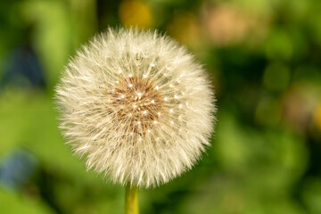 Pusteblume