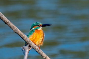 closeup of common kingfisher of european kingfisher