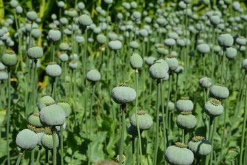Opium poppy plantation in the field