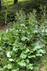 Rumex confertus in natural conditions, close-up.