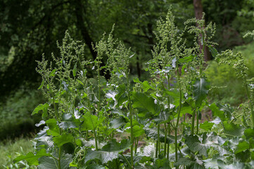 Rumex confertus in natural conditions, close-up.