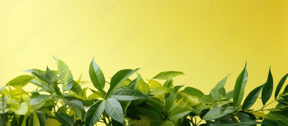 Aufkleber a copy space image showing vibrant green leaves of a tropical climbing plant in the spring and summe
