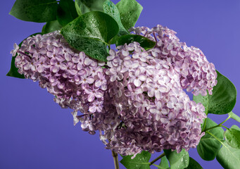 Blooming Pink flowers of Common lilac on a violet background