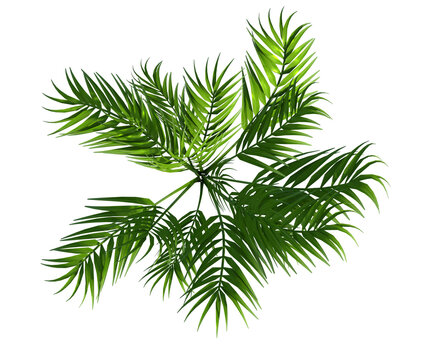 Pianta albero fusto  con e senza vaso   Albero con e senza foglie arancioni, verdi, gialle, rosse fondo trasparente e isolato cactus	
