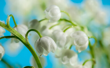 Blooming Lily of the valley flowers on a blue background