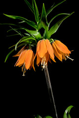 Blooming Crown imperial flowers on a black background