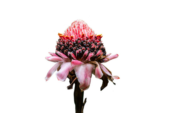 Blooming Etlingera elatior (torch ginger, red ginger lily, torch lily, combrang, bunga kantan, Philippine wax flower, Indonesian tall ginger), transparent background, isolated