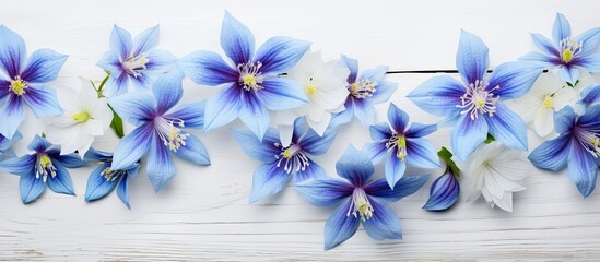 A top down view of blue columbine flowers set against a white wooden background providing ample copy space for additional content