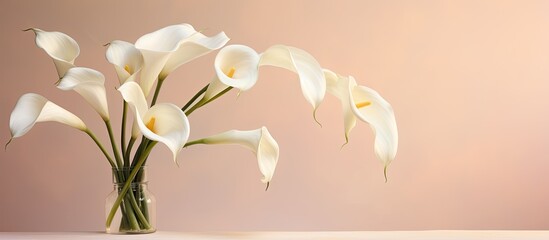 The calla lily s exquisite flowers bloom against a backdrop of smooth paper creating a stunning copy space image