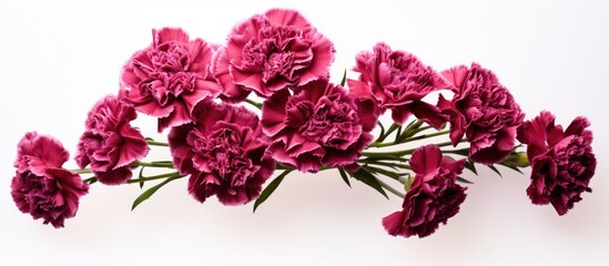 A beautiful arrangement of Burgundy spray carnations captured in a copy space image appears strikingly against a white background