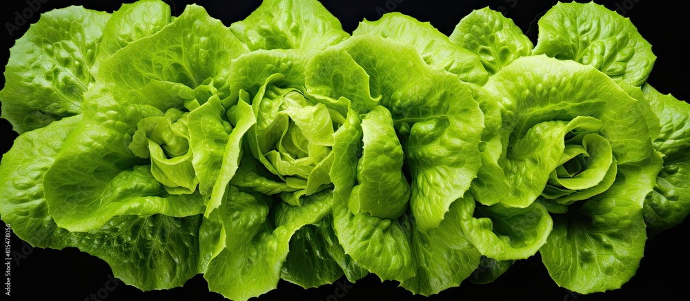 Poster top view of a fresh green batavia lettuce salad head isolated on a white background with copy space 
