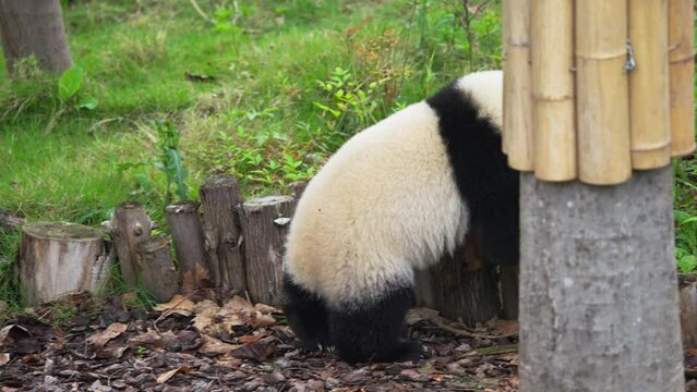 Close-up of a free panda walking realx  playing in a tree, climbing on the tree at Chengdu China