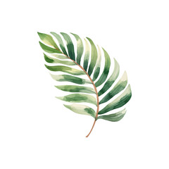 Watercolor Tropical Zebra Leaf. Vector illustration design.