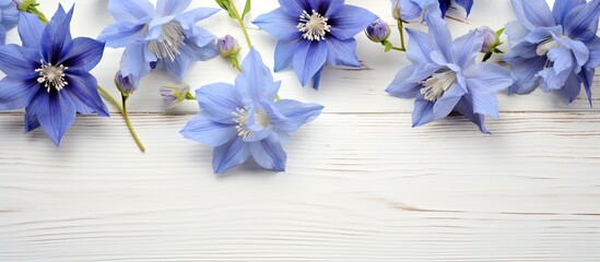 A top down view of blue columbine flowers set against a white wooden background providing ample copy space for additional content