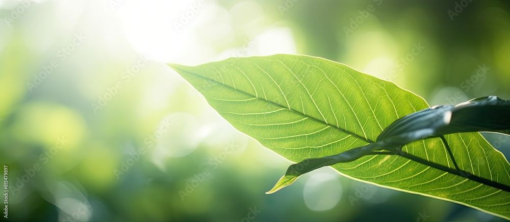Poster a closeup view of a green leaf in a summertime garden bathed in sunlight with ample empty space arou