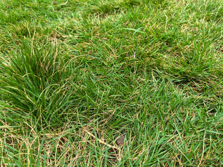 Closeup of Green grass on the lawn