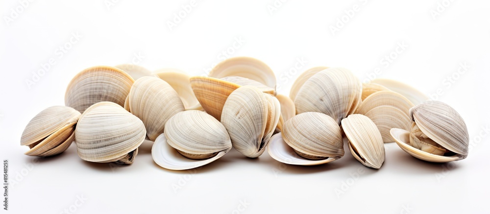 Poster A copy space image of clams set against a white background