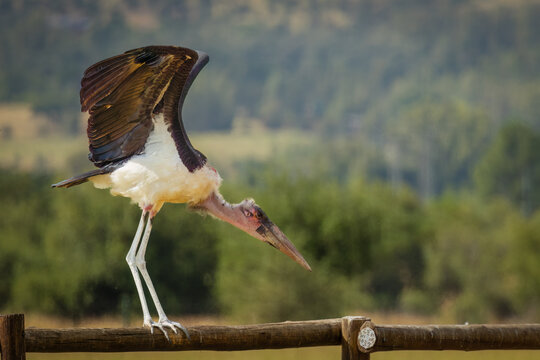A marabou stork, a large carrion eating bird, balancing on a fence as it prepares for takeoff from this Vulpro feeding site for endangered carrion eating birds in the Magaliesberg in South Africa.