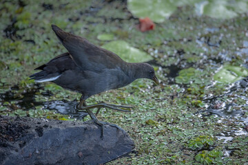 A juvenile dusky moorhen about to jump into a weed covered body of water to look for food by walking on the weeds and swimming in this canal on the Gold Coast in Queensland, Australia.