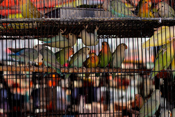 Pericos de colores en jaulas en un mercado Mexicano