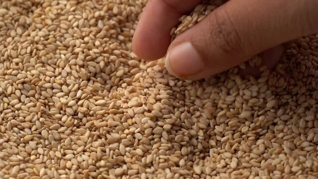 Macro video of sesame seeds. Bunch of sesame seeds placed on rotating disk.