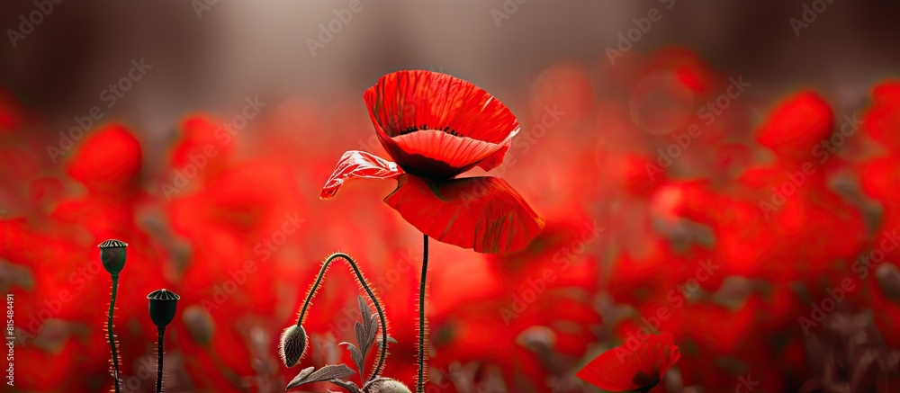 Poster A vibrant red poppy with copy space image