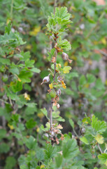 Naklejka premium Powdery mildew on gooseberry bushes and gooseberry berries