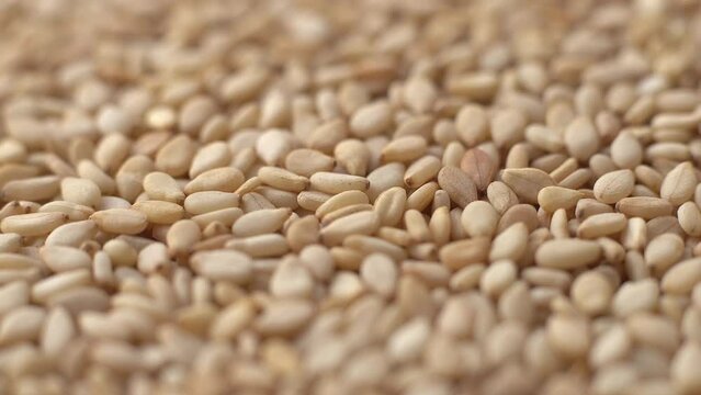Macro video of sesame seeds. Bunch of sesame seeds placed on rotating disk.