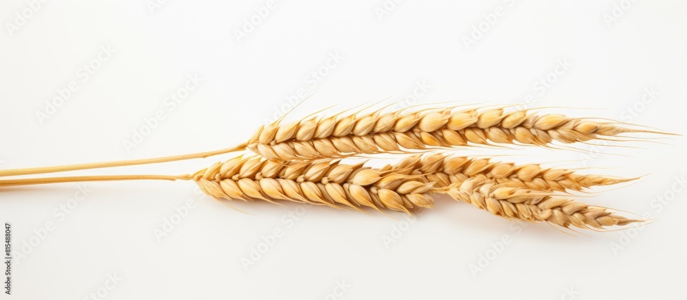 Poster a single stalk of wheat stands alone on a white background leaving plenty of empty space around it f