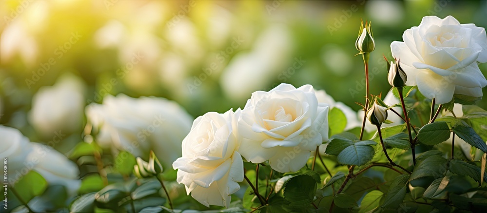 Poster a serene image of white roses surrounded by greenery in a park with a softly blurred background idea