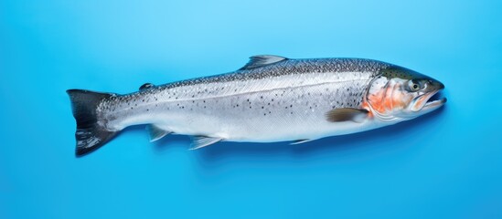 A top view of a blue background with a pattern of raw trout steak creating a copy space image