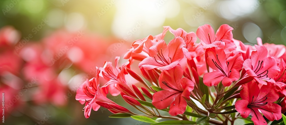 Poster Blooming red oleander flowers with a blurred bokeh background creating a visually appealing copy space image