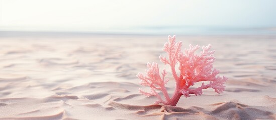 A small piece of pink soft coral deposited by the sea on a sandy beach with copy space image