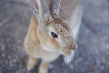 Fototapeta premium 道端にいるうさぎ