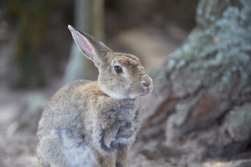道端にいるうさぎ