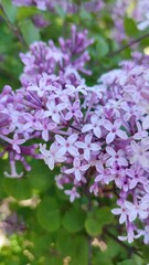 Obraz premium flowers in the garden