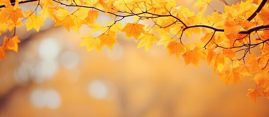 Fototapeta premium A picturesque fall backdrop featuring vibrant foliage in shades of yellow and orange perfect for copy space images