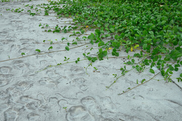 Bayhops, bay-hops, morning glory, railroad vine, goat's foot, tropical beach creeping plant.