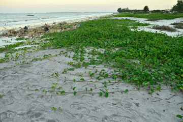 Bayhops, bay-hops, morning glory, railroad vine, goat's foot, tropical beach creeping plant.