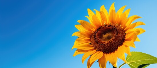 A stunning sunflower with vibrant petals in full bloom against a clear blue sky creating a...