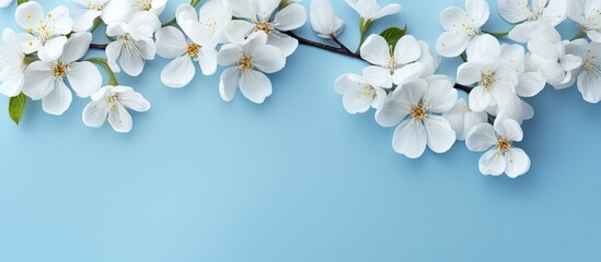 Top view of a light blue background with white spring flowers providing copy space for your text