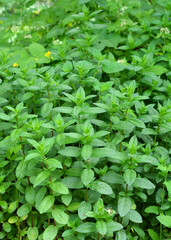 Growing peppermint plant in the garden. Peppermint (Mentha piperita) is a hybrid species of mint, a cross between watermint and spearmint. © bildlove