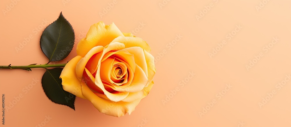 Poster Top view of a stunning orange rose placed on a delicate yellow paper background creating a visually pleasing flat lay image with ample copy space