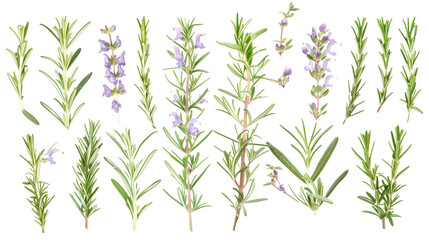 Fototapeta premium Set of rosemary elements, featuring rosemary flowers, needle-like leaves, and woody stems, used in culinary and aromatic applications,